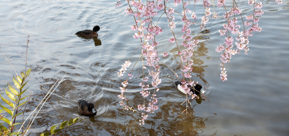 吉祥寺・井の頭恩賜公園の桜と池(吉祥住建の拠点エリア)